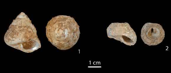 Meeresschnecke Meeresschnecke