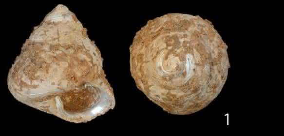 Meeresschnecke