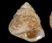 Meeresschnecke