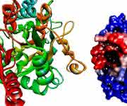 Proteinstrukturen