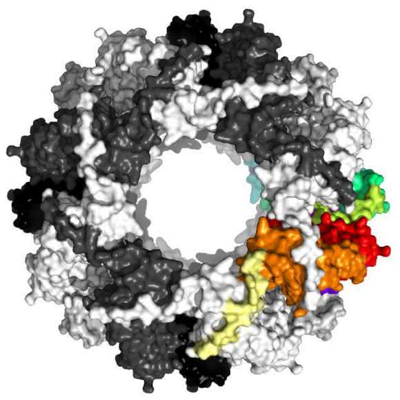 Protein Sip1 Draufsicht