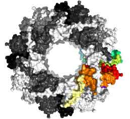 Protein Sip1 Draufsicht Protein Sip1 Draufsicht