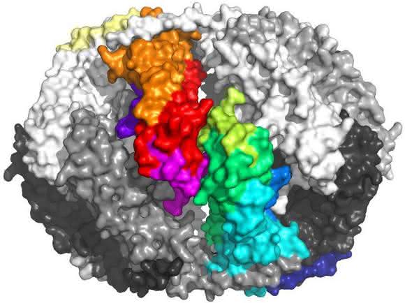 Protein Sip1 Seitenansicht
