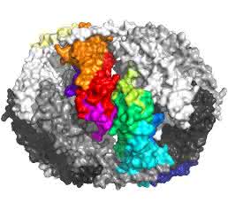 Protein Sip1 Seitenansicht Protein Sip1 Seitenansicht