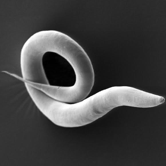 Caenorhabditis elegans