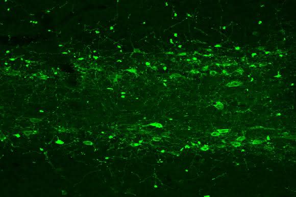 Cholinerge Zellen