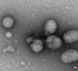 Ferak-Virus