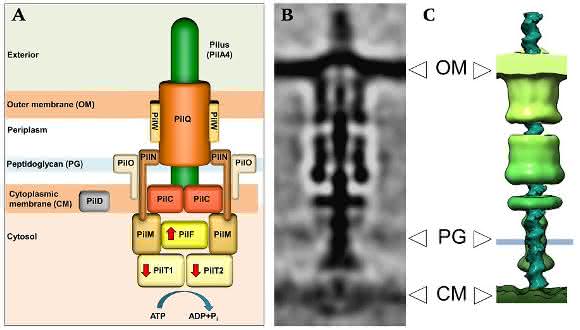 DNA-Transporter DNA-Transporter