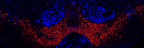Neurone