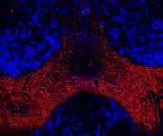 Neurone