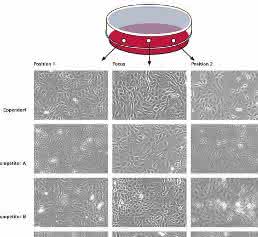 Cell Culture  Consumables