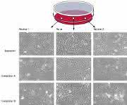 Cell Culture  Consumables