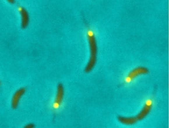 Caulobacter Caulobacter
