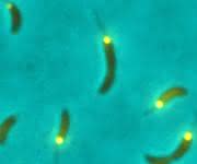 Caulobacter