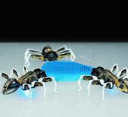 BionicANTs von Festo Bionische Ameisen