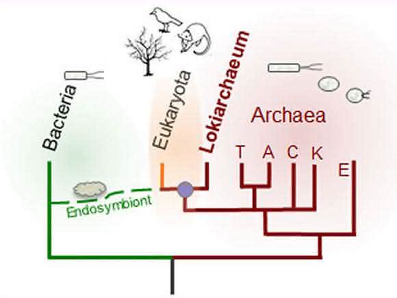 Lokiarchaea