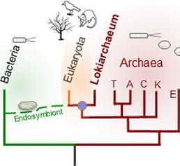 Lokiarchaea