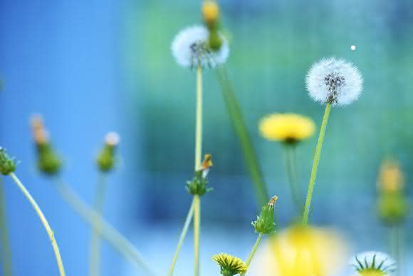 Pusteblume
