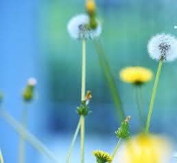 Pusteblume