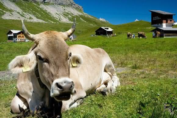 Flurfördertechnik unterstützt Käse bei Pflege und Reifung
