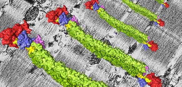 Muskelprotein Muskelprotein
