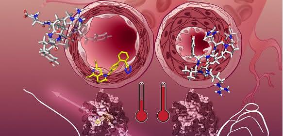 Angiotensin-Rezeptor