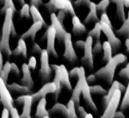 Nanostrukturen auf der Oberfläche des Schmetterlingsflügels