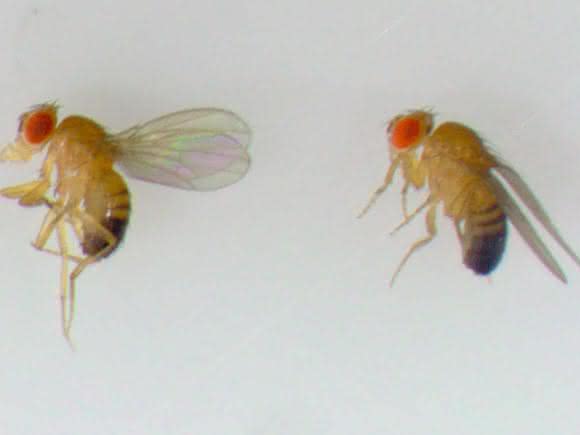 Drosophila-Fliegen