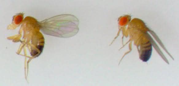 Drosophila-Fliegen Drosophila-Fliegen