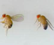 Drosophila-Fliegen Drosophila-Fliegen