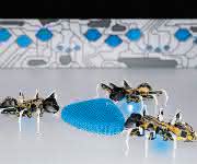 BionicAnts