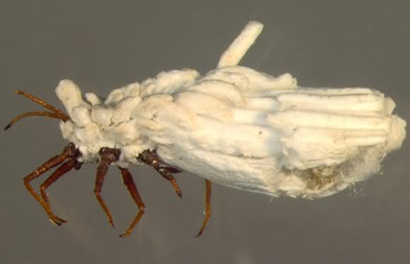 Ortheziidae