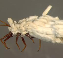 Ortheziidae