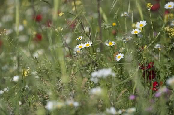 Blumenwiese