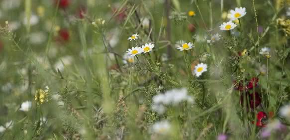 Blumenwiese