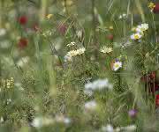 Blumenwiese Blumenwiese
