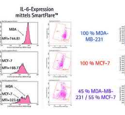 Detektion von mRNA Detektion von mRNA