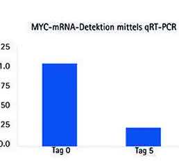 c-MYC-mRNA-Expression c-MYC-mRNA-Expression