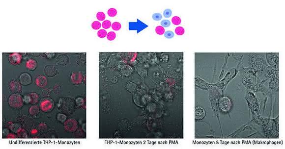 Dynamische Überwachung der mRNA-Expression