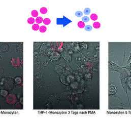 Dynamische Überwachung der mRNA-Expression Dynamische Überwachung der mRNA-Expression