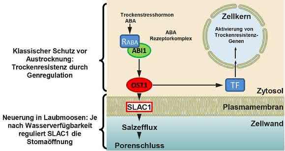 die Kontrolle des Trockenstress-abhängigen Enzyms