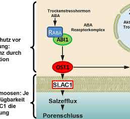 die Kontrolle des Trockenstress-abhängigen Enzyms