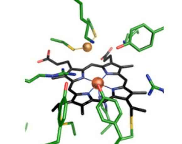 enzyme complex MccA enzyme complex MccA