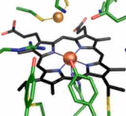 enzyme complex MccA enzyme complex MccA