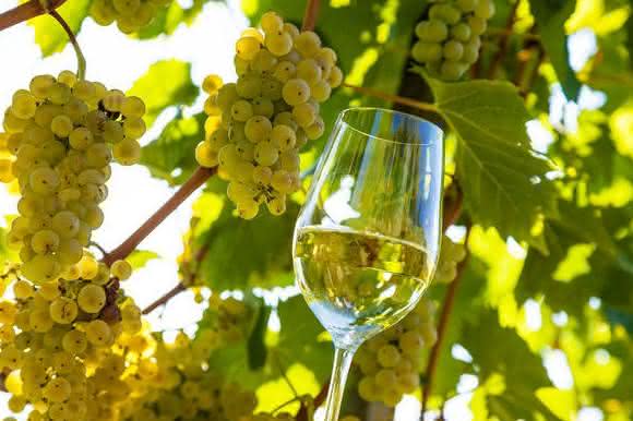 Bioanalytik: Less sulfite in wine Bioanalytik: Less sulfite in wine