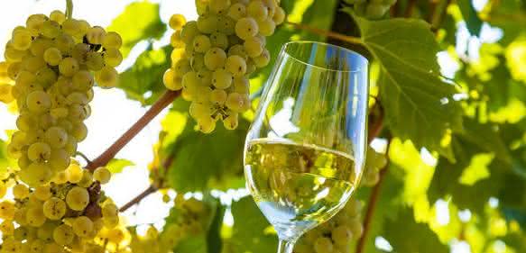 Bioanalytik: Less sulfite in wine Bioanalytik: Less sulfite in wine
