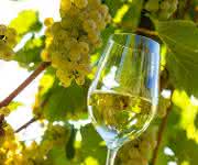 Bioanalytik: Less sulfite in wine
