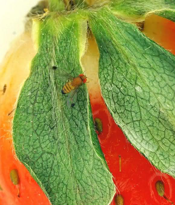 Kirschessigfliege (Drosophila suzukii)