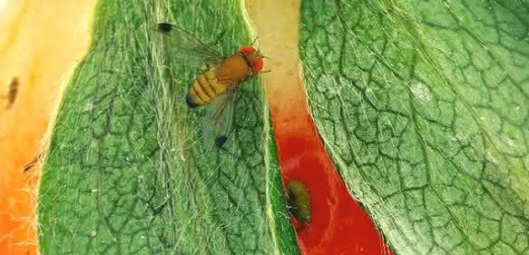 Kirschessigfliege (Drosophila suzukii) Kirschessigfliege (Drosophila suzukii)