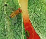 Kirschessigfliege (Drosophila suzukii) Kirschessigfliege (Drosophila suzukii)